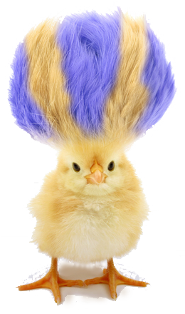 duckling2.png
